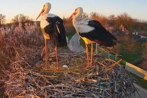 Науковці припускають, що яйце може бути від Леля, який першим спарювався з Одаркою