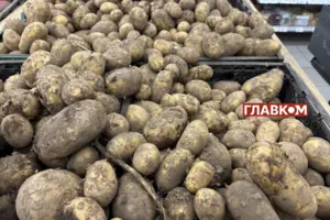 Після врожайного 2025 року пропозиція картоплі на ринку перевищує попит