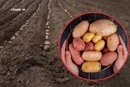 Інститут картоплярства назвав популярні українські сорти картоплі