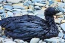 У Чорному морі через витік російської нафти загинули сотні тисяч птахів (фото)