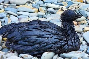 Птахів викидає на берег моря, повністю вкритими мазутом та нафтопродуктами