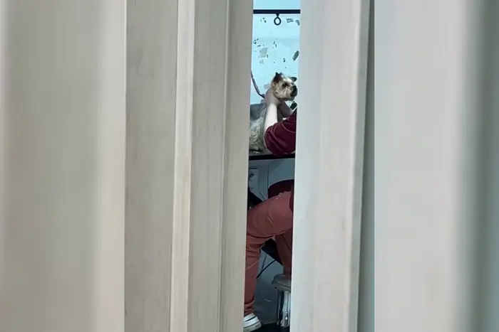 Поліція перевіряє столичний грумінг-салон після відео жорстокого поводження із собакою