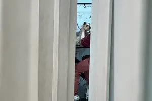 До столичного грумінг-салону навідалися співробітники поліції