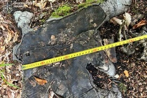 За даними слідства, посадові особи Кутського лісового господарства організували знищення лісу на території Яблунівського та Березівського лісництв