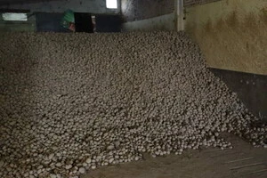 Через перевиробництво у Бельгії почали безкоштовно роздавати картоплю