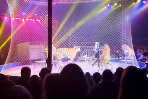 У Ростові-на-Дону тигр налякав росіян під час вистави у цирку 