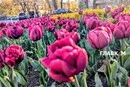 У столиці розпочався сезон тюльпанів: перелік адрес, де можна помилуватися красою