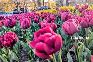 Цвітіння тюльпанів у Києві – завжди очікуване свято, на яке з нетерпінням чекають і мешканці, і гості столиці