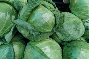 Рання капуста вітчизняного виробництва з’явилася на українському ринку
