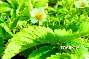 В Україні місцями невеликий дощ: погода на 25 квітня 2026