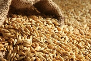 ЄС може ввести санкції проти ізраїльтян через імпорт краденого українського зерна