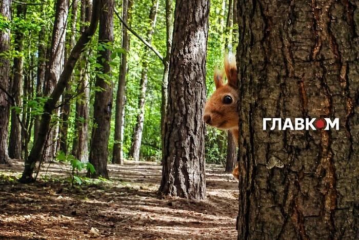 В Україні вітряно, місцями дощитиме: прогноз погоди на 29 квітня 2026