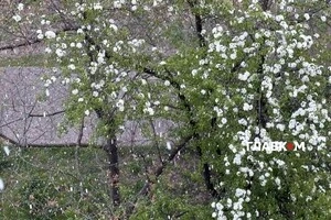 Квітневі контрасти: на столичній Оболоні білий сніг змішався з пелюстками квітів, що вже осипаються з дерев