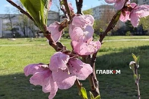Нічні заморозки продовжують завдавати шкоди квітучим плодовим деревам та декоративним рослинам