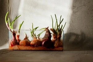 Більшість господарств уже розпродали всі наявні запаси цибулі, а ті, хто має якісний товар, розраховують на подальше зростання цін