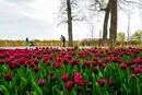 У Бучі розквітли 100 тис. тюльпанів, подарованих Нідерландами: фото