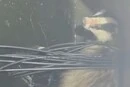 В Києві врятовано борсука, який впав у підтоплений колодязь і повис на дротах (відео)