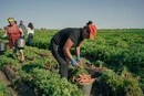 На окупованих територіях фермери викидають врожай через логістичний параліч