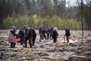 На розмінованих землях Тетерівського лісництва на Київщині висаджено нові дерева (фото)
