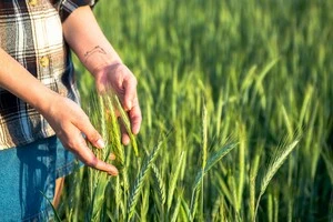 Агровиробники зможуть знайти потрібний інструмент підтримки – від субсидій до міжнародних грантів