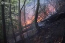 На Закарпатті вирує масштабна пожежа: вогонь охопив десятки гектарів лісу (фото)