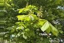 У Києві розпочалося метеорологічне літо   