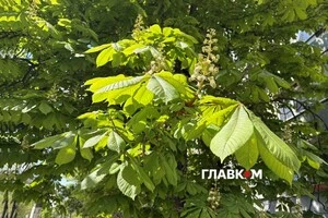 Тривалість метеорологічної весни збіглася з кліматичною нормою