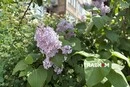Київ побив температурний рекорд 119-річної давнини: у столиці панує липнева спека