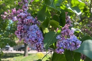Один кущ бузку в залежності від сорту і погодних умов квітне в середньому 2–3 тижні