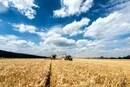 Урожай-2026: чи вистачить Україні зерна