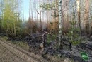 На Чернігівщині вогнеборці локалізували масштабну лісову пожежу