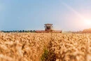 Урожай-2026: хватит ли Украине зерна