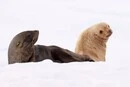 Українські полярники показали морських котиків незвичного кольору (фото)