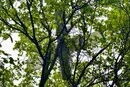 У Миколаєві ворожий дрон застряг у дереві і не вибухнув