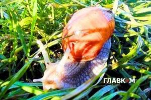 В Україні хмарно з проясненнями, очікуються дощі