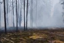 Вирувала кілька днів. У Чорнобильській зоні ліквідовано масштабну лісову пожежу