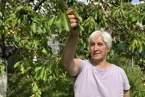Жителька Завидового Єлизавета біля черешні