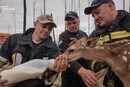 Рятувальники Київщини винесли з вогню двох маленьких оленят (фото)