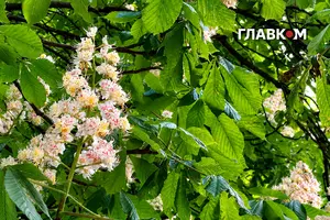 Хмарно з проясненнями, дощі, подекуди із грозами