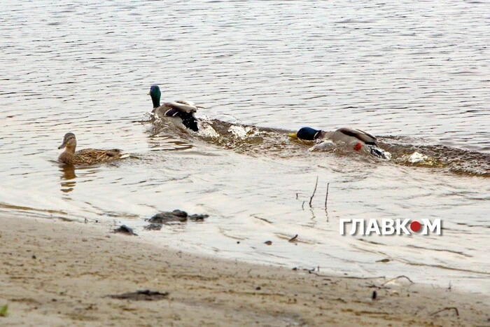 В Україні дощі, град: погода на 20 травня 2026 року