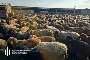Правоохоронці кажуть, що посадовиця Держпродспоживслужби разом зі спільниками оформлювала на підставних осіб неіснуюче поголів’я кіз та овець