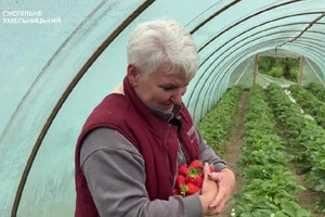 На Хмельниччині жінка купила будинок і почала вирощувати полуницю