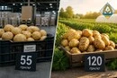 Імпортна молода картопля дорожча за українську: науковці пояснили феномен
