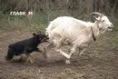 Собака покусала козу. Суд вынес владельцу суровое наказание