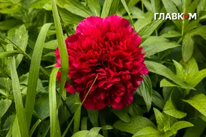 Синоптики прогнозують місцями дощі та грози, вночі на сході й півночі – туман