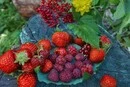 Весняні морози знищили п'яту частину врожаю полуниці