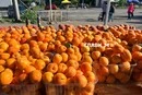 У Києві 2-7 червня відбудуться продовольчі ярмарки (адреси)