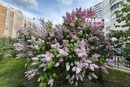 Від +4°C до майже +30°C: чим дивував травень у столиці та які рекорди побив