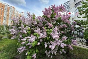 Цвітіння бузку на столичній Оболоні. Травень 2026 року