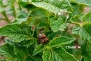 Колорадський жук зник? Експерт пояснив, чого чекати цього літа